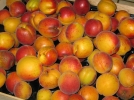 Quand rcolter les fruits de l't?