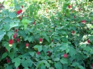Abutilon du grand fleuve, Lanterne chinoise, Abutilon megapotanicum