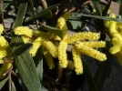 Mimosa chenille, Mimosa � longues feuilles, Acacia longifolia