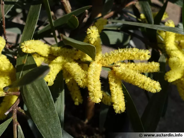 Mimosa chenille, Mimosa à longues feuilles, Acacia longifolia