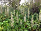 Acanthe  feuilles molles, Acanthus mollis