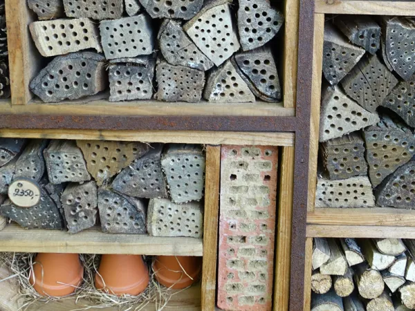 Mettez en place des htels  insectes