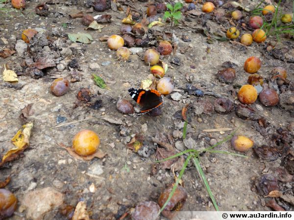 La biodiversit en septembre