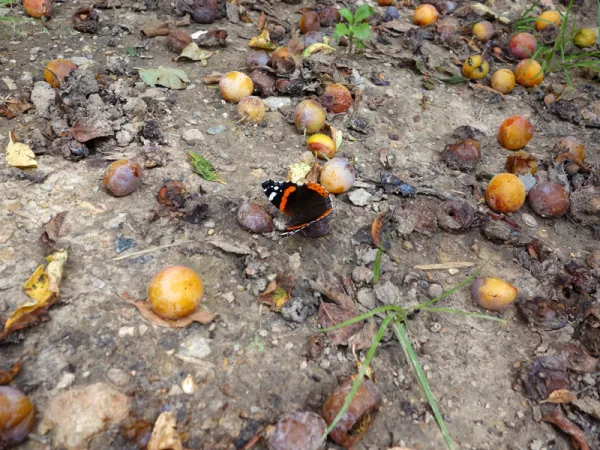 Les insectes apprcient les mirabelles tombes au sol, laissez-en quelques unes