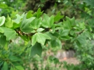Erable de Crte, Acer sempervirens