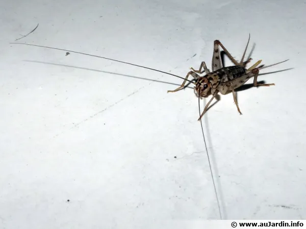 Le grillon domestique (Acheta domesticus) que l'on peut rencontrer dans nos intrieurs