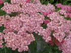 Achille, Achillea