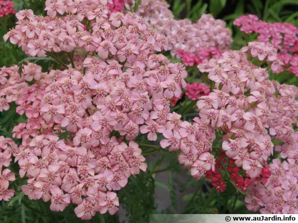 Achille millefeuille 'Apricot Delight'