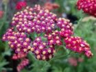 Achille millefeuille, Herbe aux charpentiers, Achillea millefolium