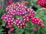 Achillée millefeuille, Herbe aux charpentiers, Achillea millefolium Achillée millefeuille, Herbe aux charpentiers, Achillea millefolium