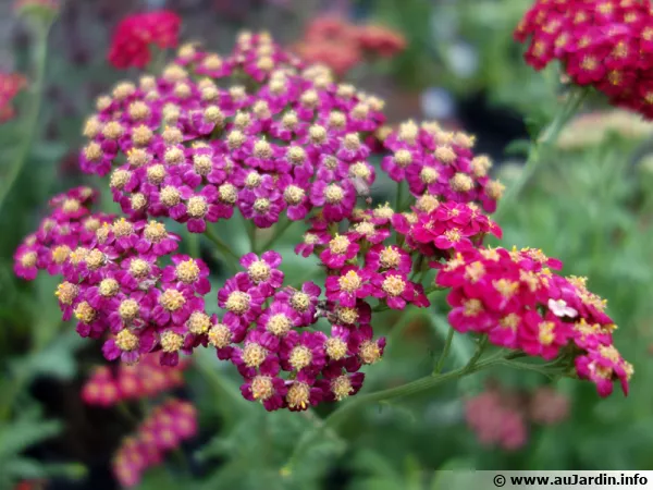 Achillée millefeuille, Herbe aux charpentiers, Achillea millefolium