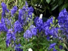 Aconit de Carmichael, Aconit chinois, Casque de Jupiter, Aconitum carmichaelii