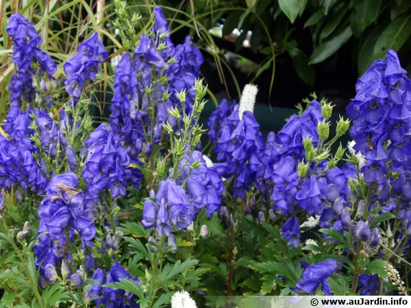 Aconit de Carmichael, Aconitum carmichaelii 'Arendsii', Casque de Jupiter