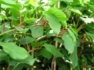 Kiwai, Actinidia arguta
