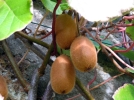 Kiwier (Kiwi, Kiwa), Actinidia chinensis