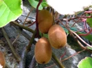 Kiwier (Kiwi, Kiwa�), Actinidia chinensis