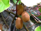Kiwier (Kiwi, Kiwa), Actinidia chinensis