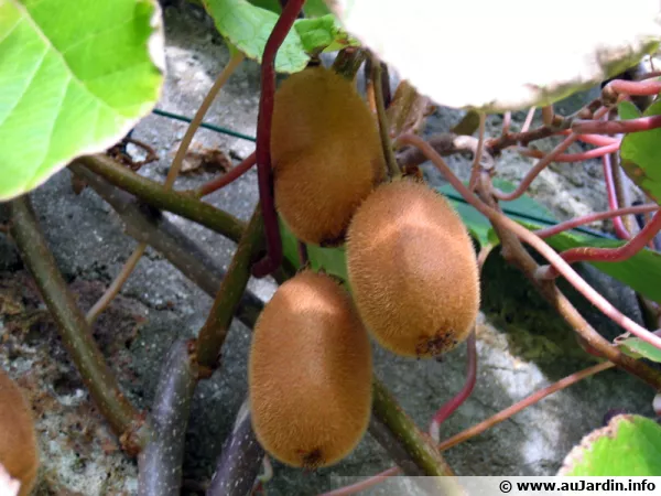 Kiwis