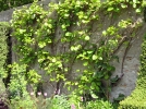 Les formes palisses de fruitiers