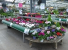 L'actualit du jardin