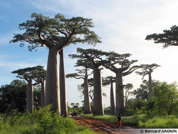 Baobab de Madagascar, Adansonia grandidieri