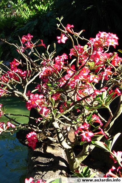 Graines De Rose Du Désert BLACK TIME Adenium Obesum Sur