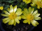 Adonis de printemps, Adonide de printemps, Adonis vernalis