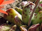 Adromischus cooperi