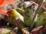 Adromischus cooperi Adromischus cooperi
