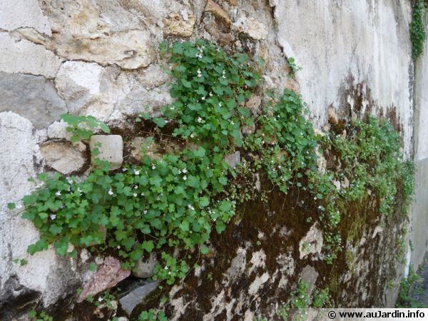 Les plantes envahissent la ville, le naturel reprend le dessus...