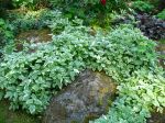 L'herbe aux goutteux panache, Aegopodium podagraria 'Variegatum'