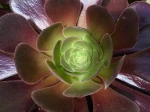 Aeonium arboreum, A�onium en arbre