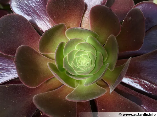 Aeonium arboreum, Aéonium en arbre