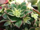 Aonium kiwi, Aeonium kiwionium
