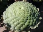 Aeonium tabuliforme
