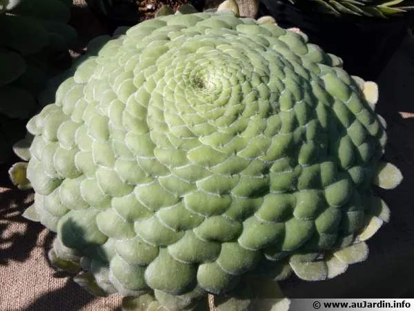 Aeonium tabuliforme