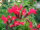 Aeschynanthe, Aeschynanthus, Plante  lvres