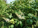 Pavier blanc, Marronnier nain, Aesculus parviflora