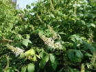 Pavier blanc, Marronnier nain, Aesculus parviflora