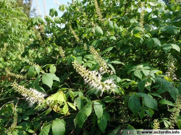 Pavier blanc, Marronnier nain, Aesculus parviflora