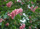 Marronnier rose, marronnier rouge, Aesculus x carnea