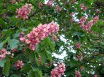 Marronnier rose, marronnier rouge, Aesculus x carnea Marronnier rose, marronnier rouge, Aesculus x carnea