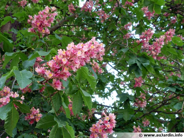 Marronnier rose, marronnier rouge, Aesculus x carnea
