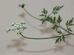 Petite cigu�, Faux persil, Ache des chiens, Cigu� des moissons, Aethusa cynapium