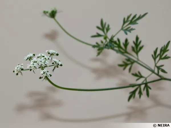 Petite ciguë, Faux persil, Ache des chiens, Ciguë des moissons, Aethusa cynapium