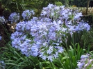 L'agapanthe, une plante idale pour un jardin fleuri et lgant