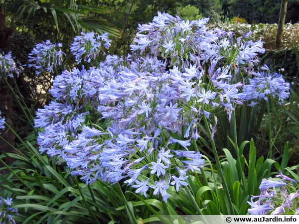 Massif compos d'agapanthes