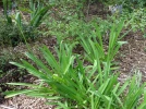 Agapanthe d'Afrique, Tub�reuse bleue, Agapanthus africanus