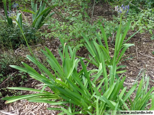 Agapanthe d'Afrique, Tubéreuse bleue, Agapanthus africanus