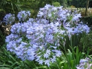 10 astuces pour russir les agapanthes
